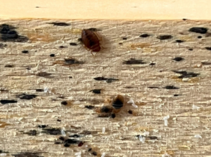 An image of bed bugs 